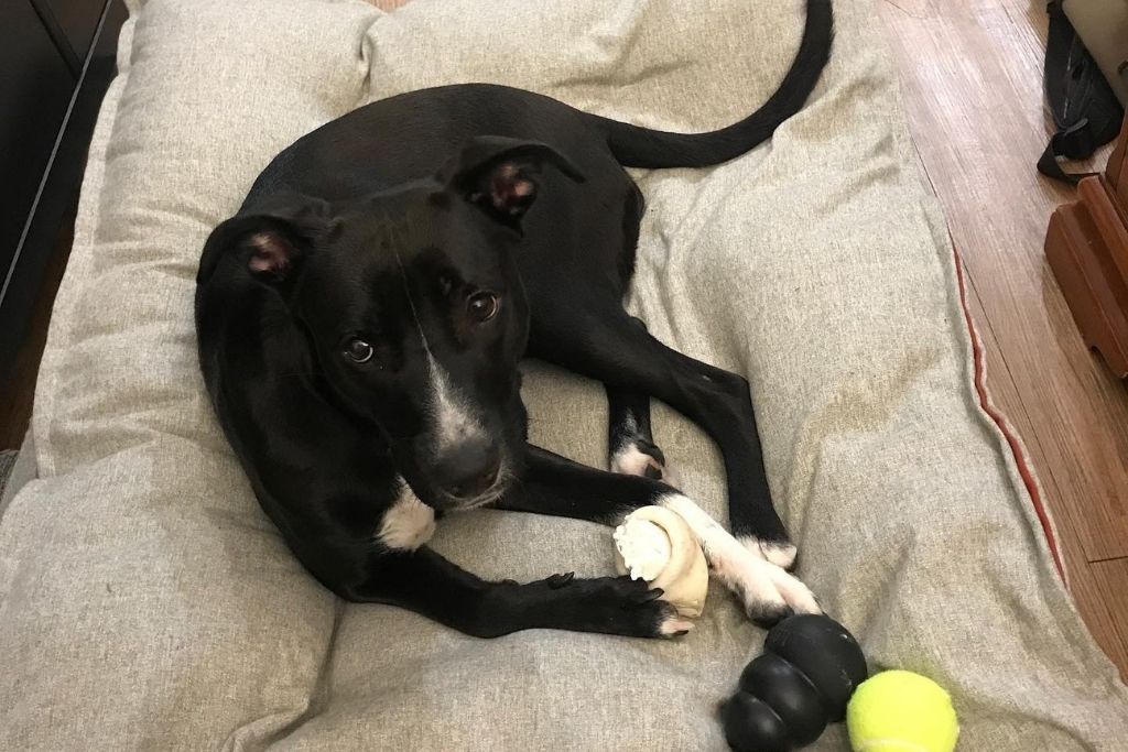 Image of a black and white dog laying on a dog bed with a half-chewed bone between her front paws. In front of her is a tennis ball and a kong.