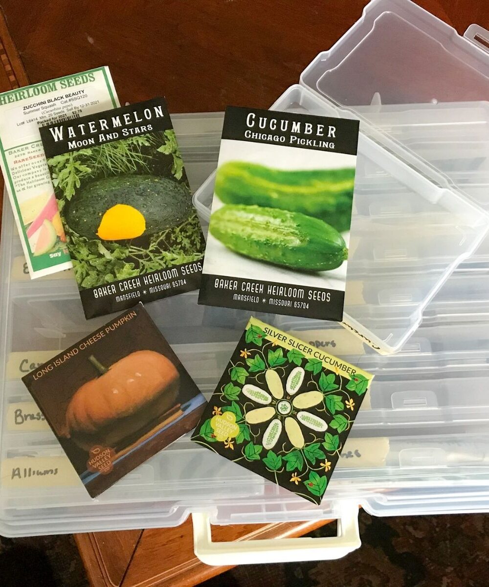 Image of curcurbit family seeds (cucumbers, zucchini, watermelon and pumpkin) on top of a plastic seed storage tote.