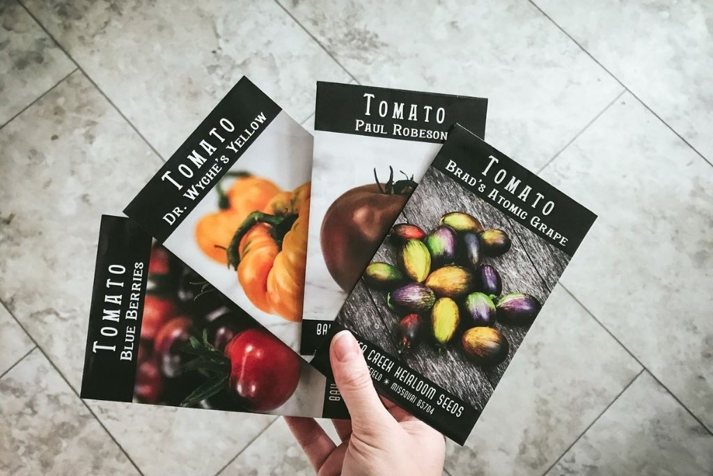 A hand holds four tomato seed packets spread out like a fan or a hand of cards. The seed packets are for Blue Berries tomatoes, Dr. Wyche's Yellow tomatoes, Paul Robeson tomatoes, and Brad's Atomic Grape tomatoes