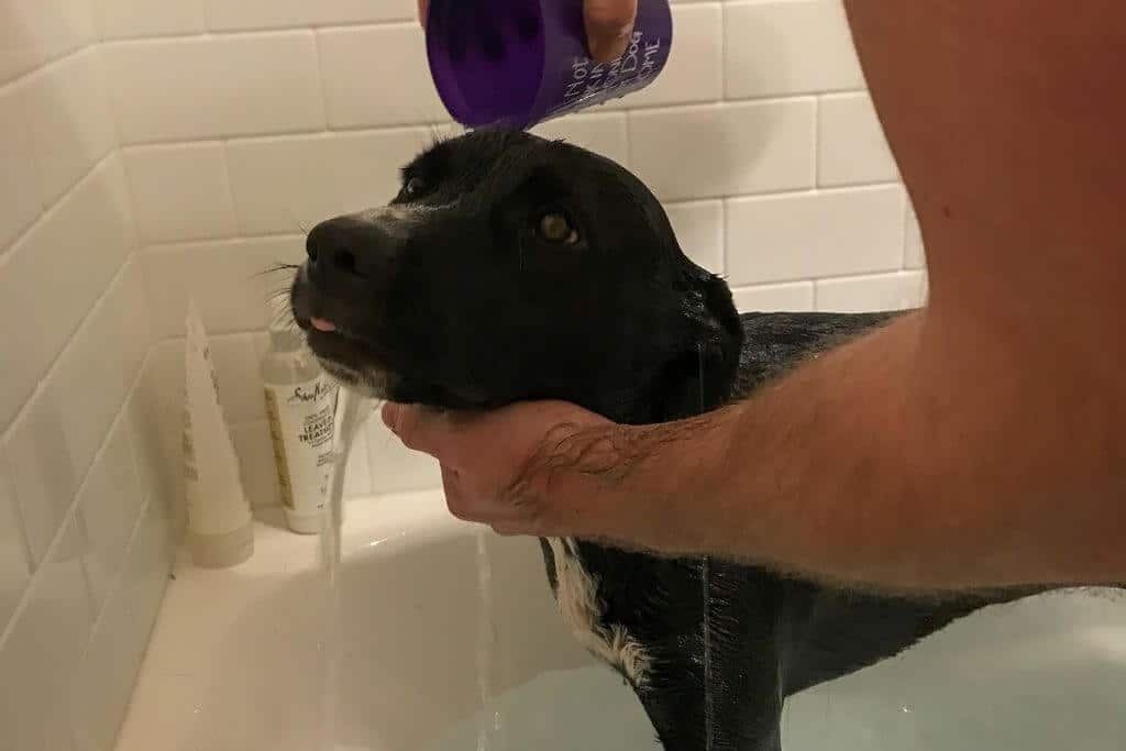 Photo of a black dog in a bathtub having water poured on her head. The very tip of her tongue is sticking out, making a "blep" face.