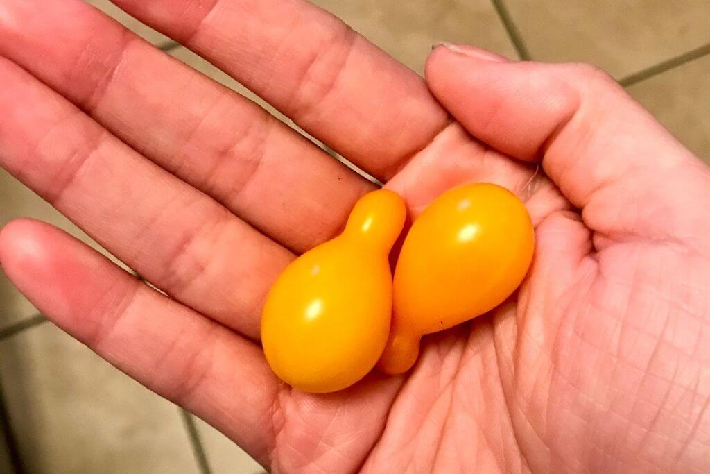 Two yellow pear tomatoes in the palm of a hand