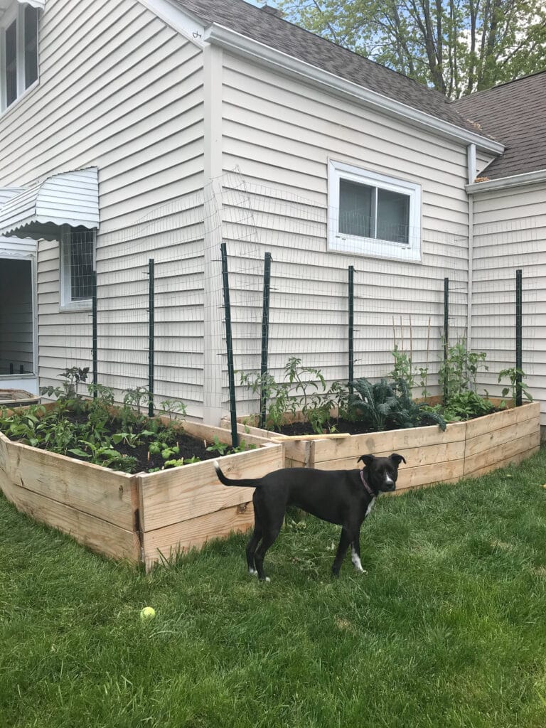 Black dog standing in front of two freshly planted garden beds. The garden beds form an L against a corner of the house.