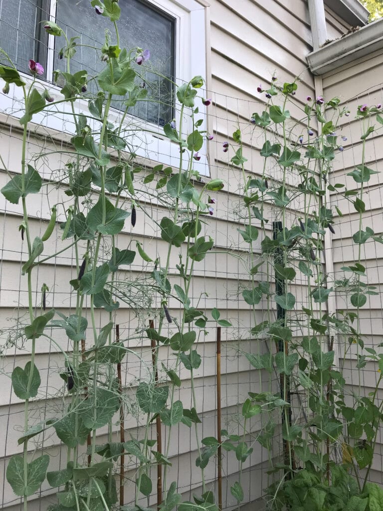 A veritable wall of snap peas outgrowing their trellis