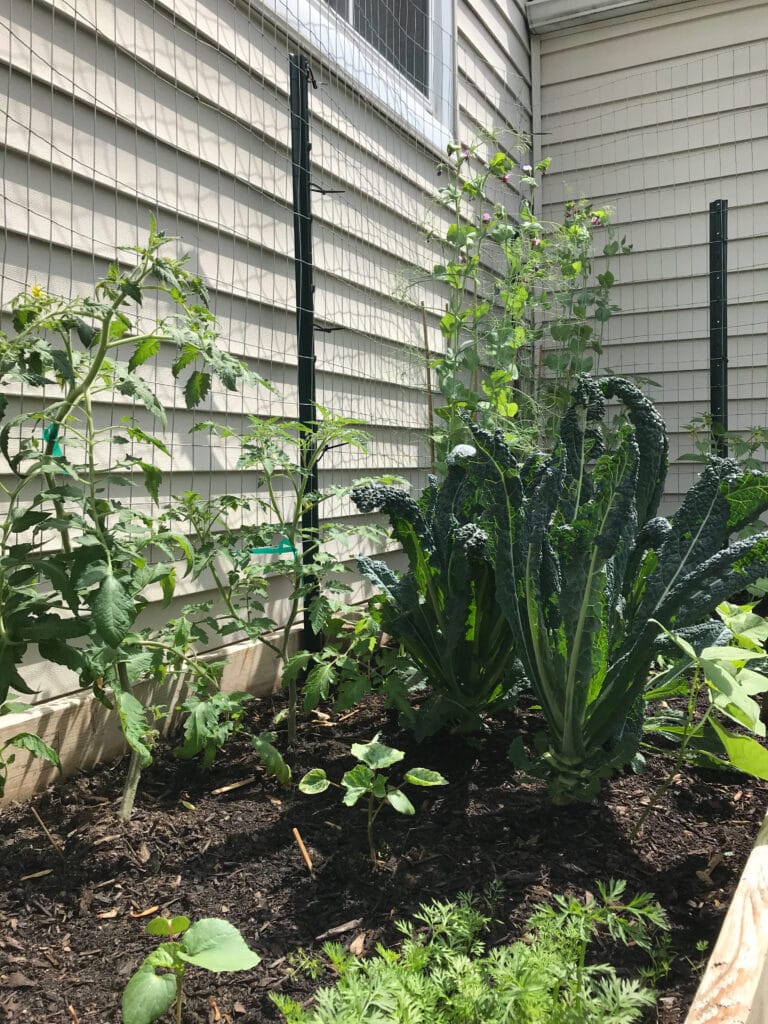 A close up view looking down the garden bed. You can see one tomato plant leaning in to the frame, some carrot tops, baby okra, flourishing kale, and peas in the background.
