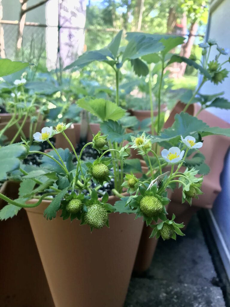 Green strawberries and strawberries blossoms hanging over the side of a container
