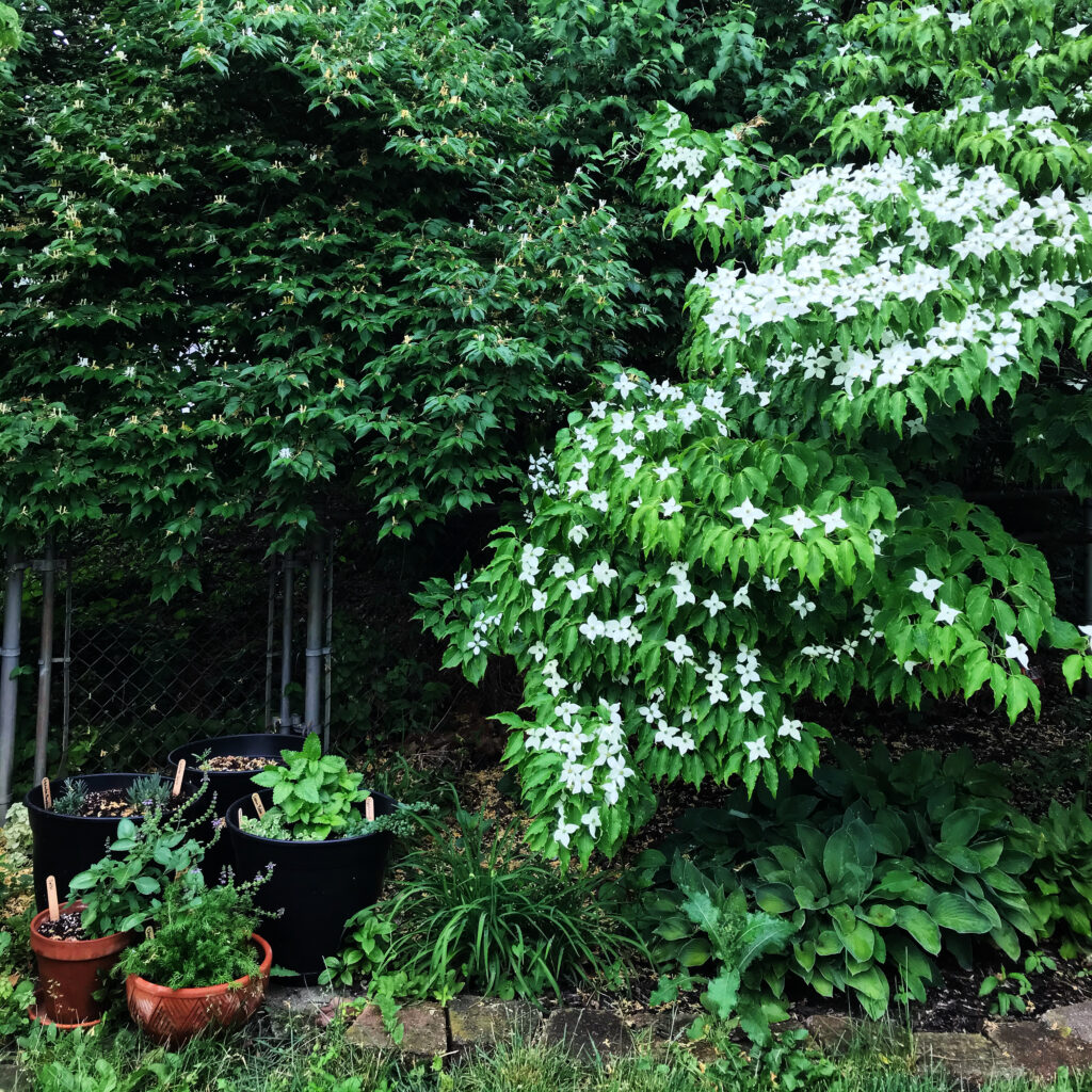 The containers of my tea garden in the bottom left, surrounded by hostas, a flowering dogwood, and a Japanese honeysuckle