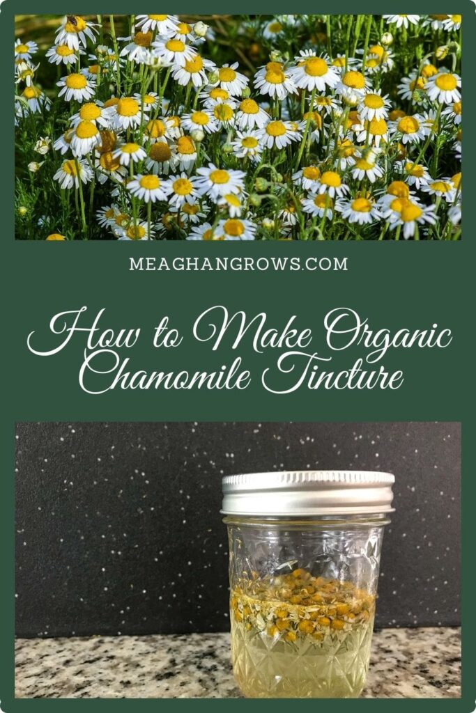 Pinterest pin containing images of growing chamomile and a jar of chamomile tincture. White text on a green background reads, "How to Make Organic Chamomile Tincture" and "meaghangrows.com"
