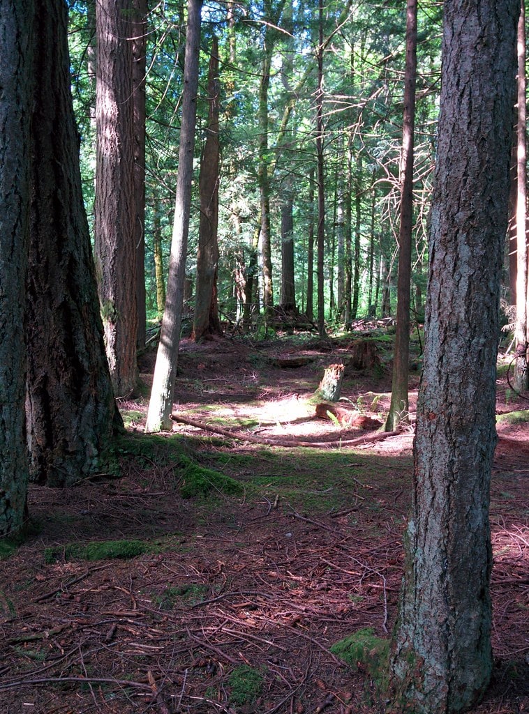 Image of a forest showing natural debris on the forest floor.