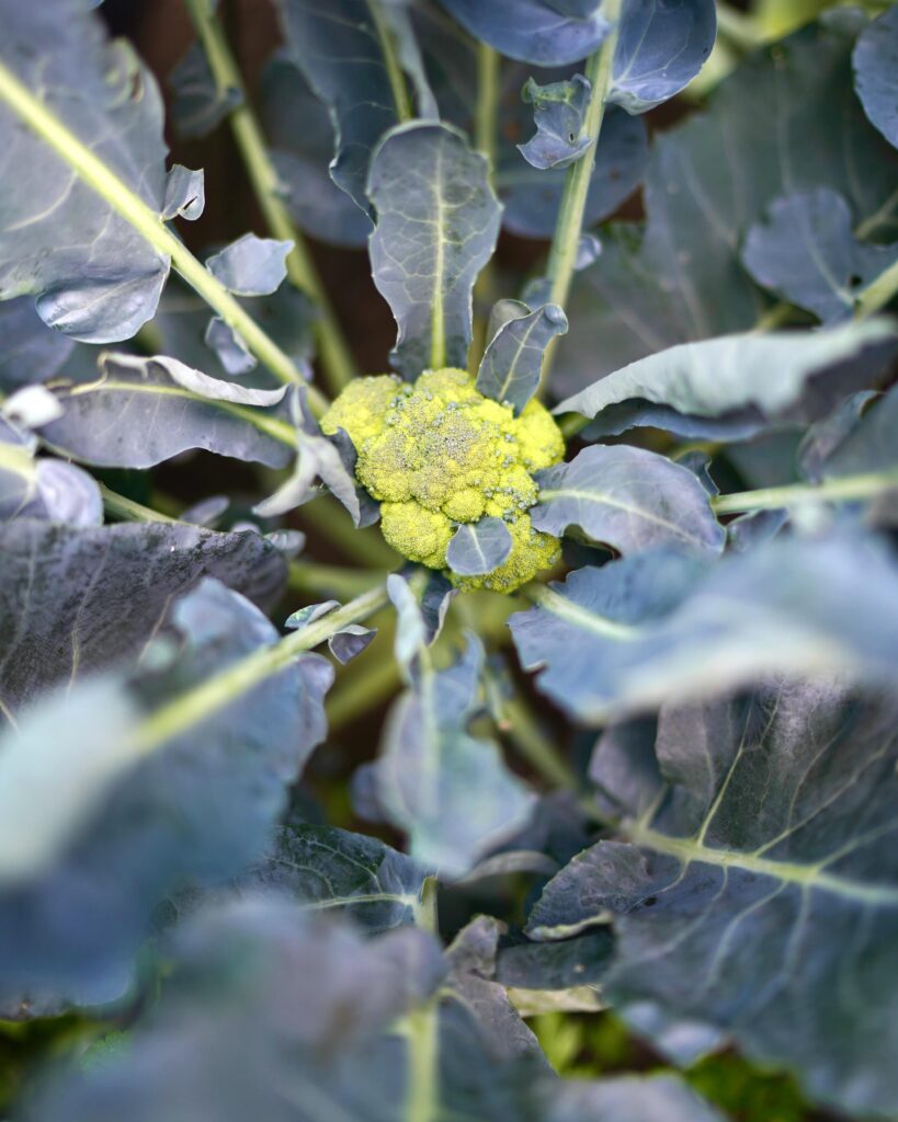 Image of a broccoli plant beginning to form the flower head