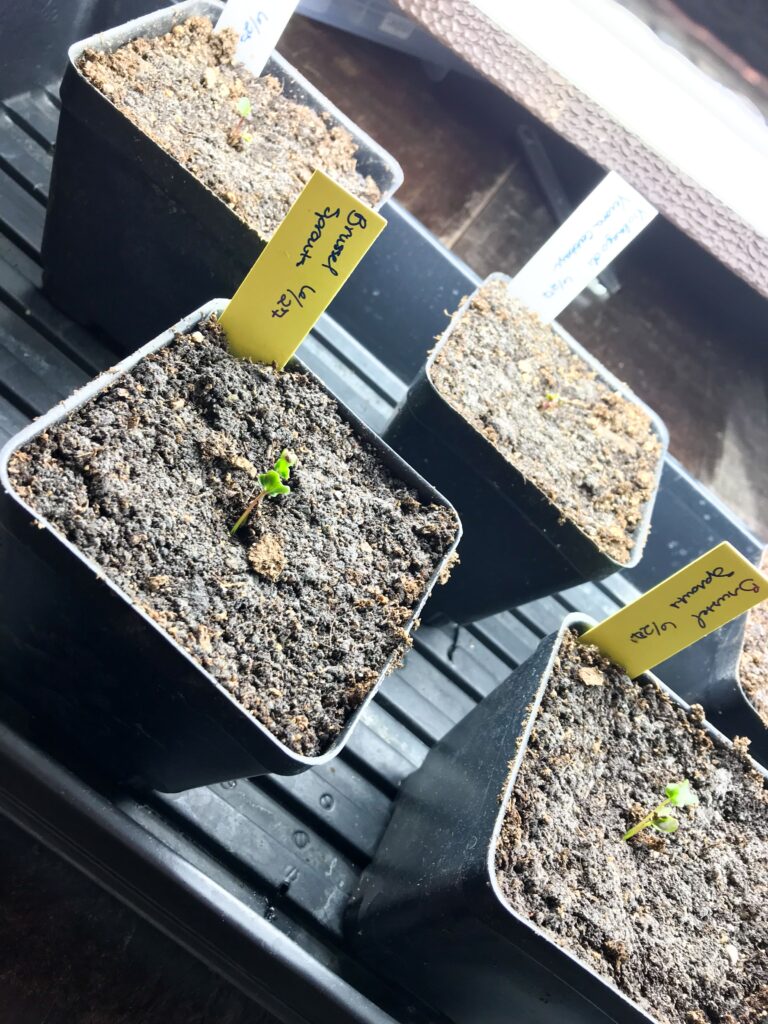 Image of brussel sprout and cabbage seedlings under a grow light