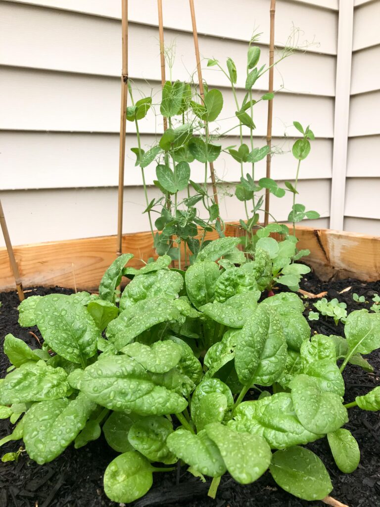 Image of snap peas in the background and spinach in the foreground just after a rainstorm