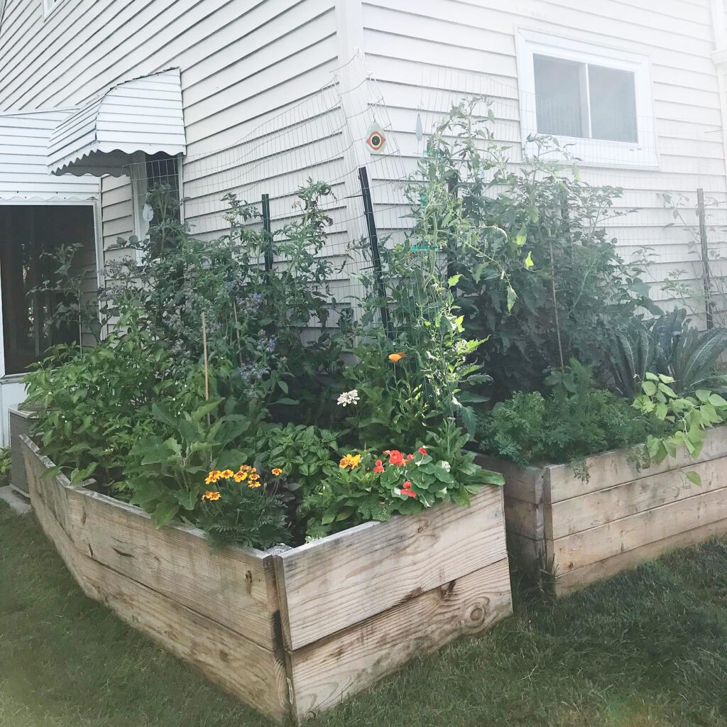 Side view of Meaghan Grows' two garden beds, teeming with plants in the height of summer.