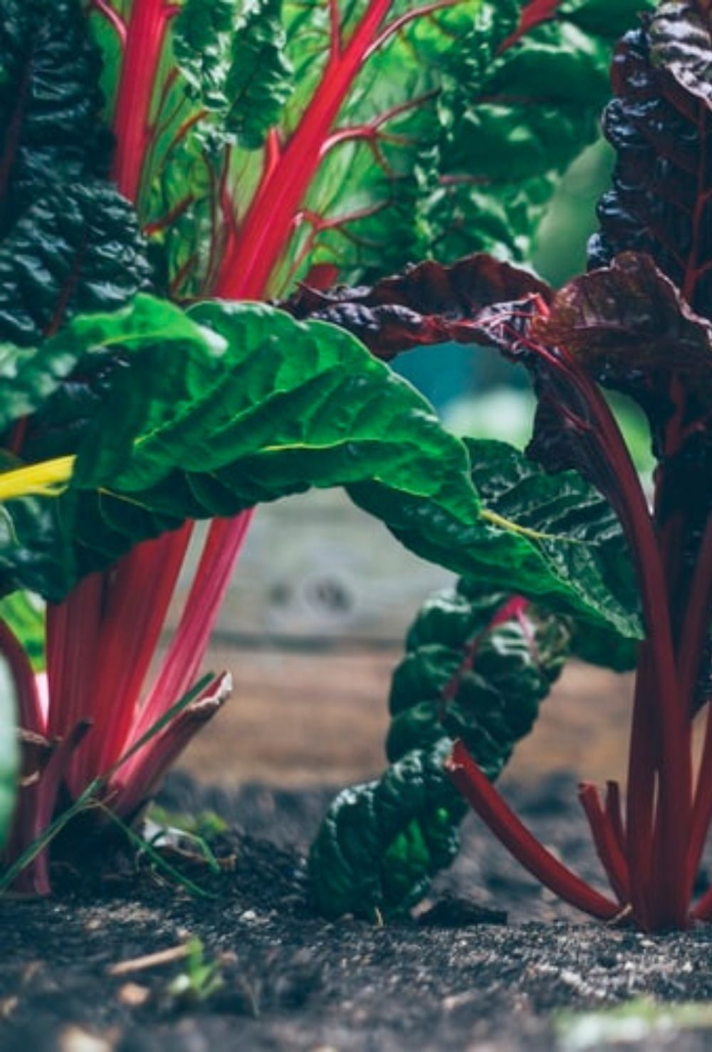 Image of chard stalks in a garden bed