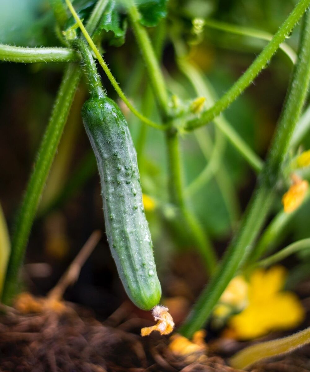 Cucumber hanging from a vine, vegetables to plant in July