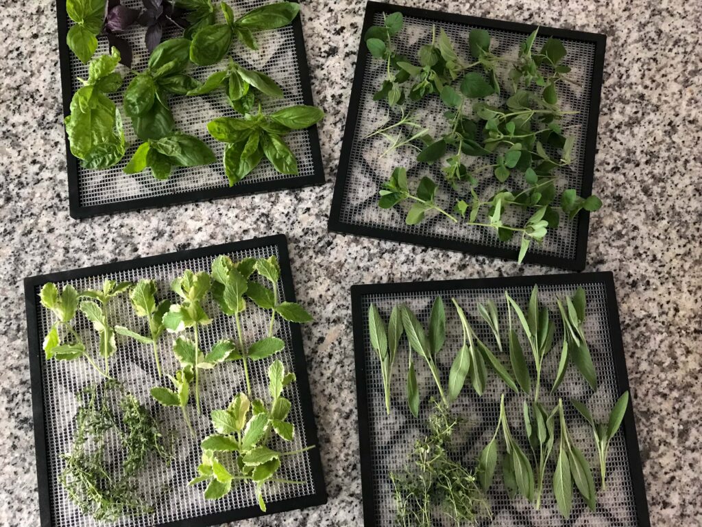 Four dehydrator trays on a granite countertop, full of sage, thyme, mint, oregano, and basil; how to preserve fresh herbs