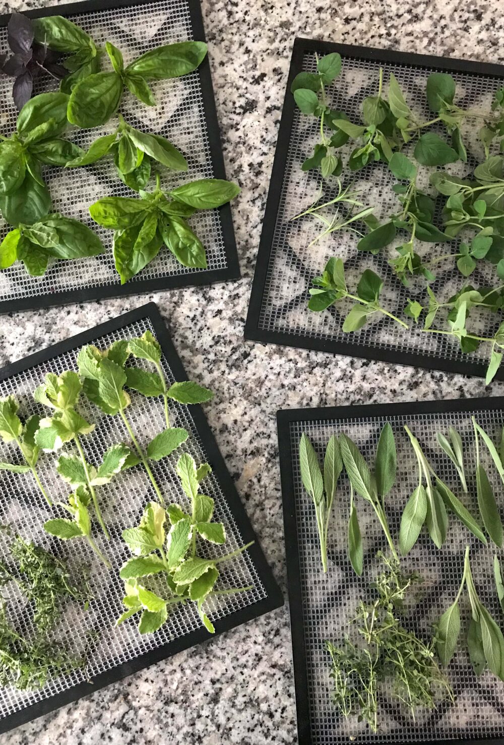 Dehydrator trays full of thyme, sage, mint, oregano and basil on a granite countertop; how to preserve fresh herbs