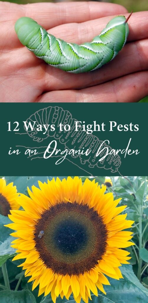 Pinterest pin with a tomato hornworm in a person's hand and a sunflower with the bee in the center. In the center, a green banner with white text reads, "12 ways to fight pests in an organic garden"