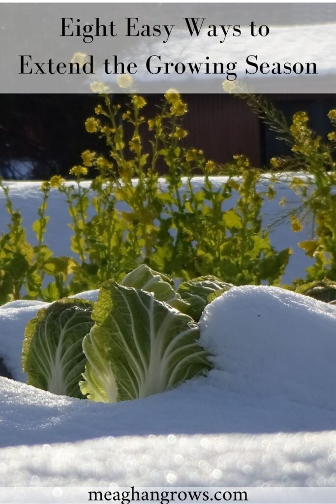Pinterest pin of heads of Napa cabbage peak out of a glittering snowdrift, with bolting plants and a barn behind them. Black text reads, "Eight Easy Ways to Extend the Growing Season" and "meaghangrows.com" #seasonextension #fallgarden #wintergarden – extend the growing season