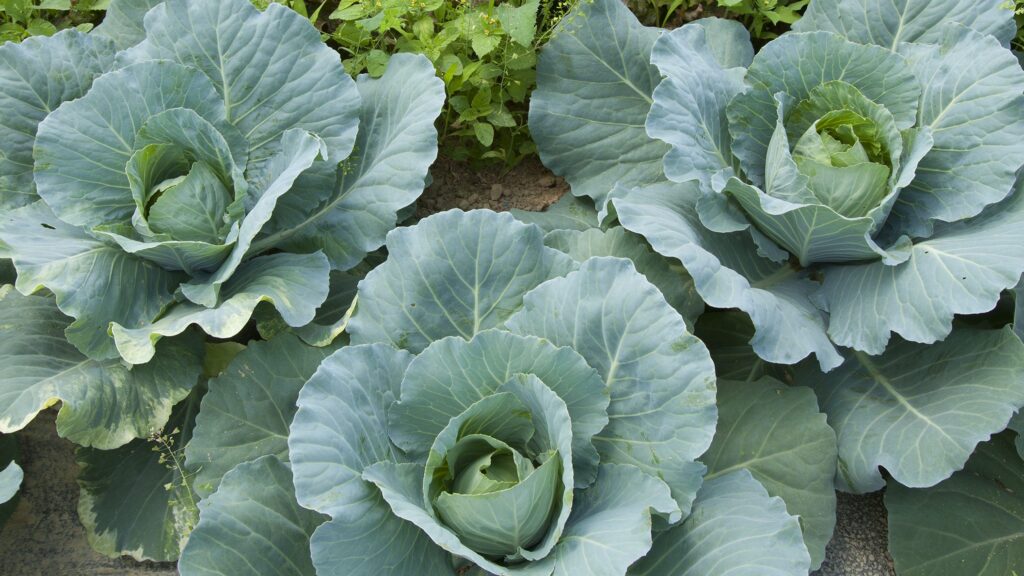 Three large green cabbages growing in a garden – extend the growing season