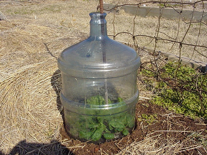 Large water bottle cloche sits on greens in a hay mulched garden – extend the growing season