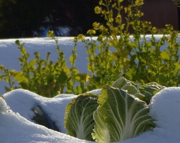 Heads of Napa cabbage peak out of a glittering snowdrift, with bolting plants and a barn behind them – extend the growing season