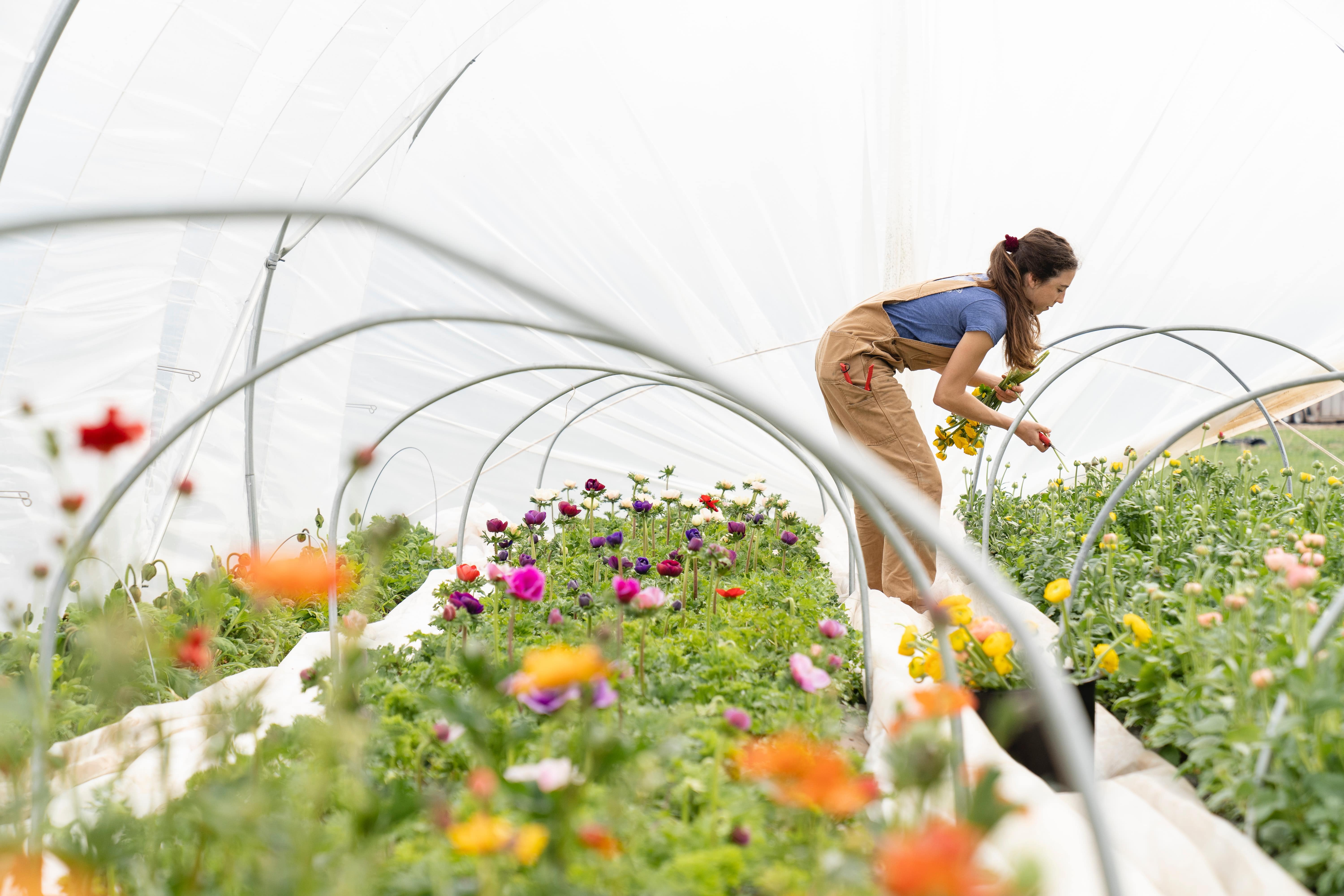 Woman bends over a bed of flowers in a hoop house – extend the growing season