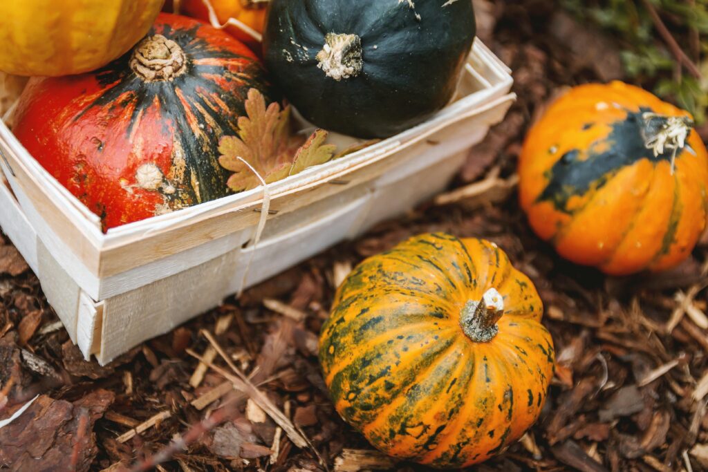 Close up of fall gourds in a wooden crate and sitting on mulch – extend the growing season