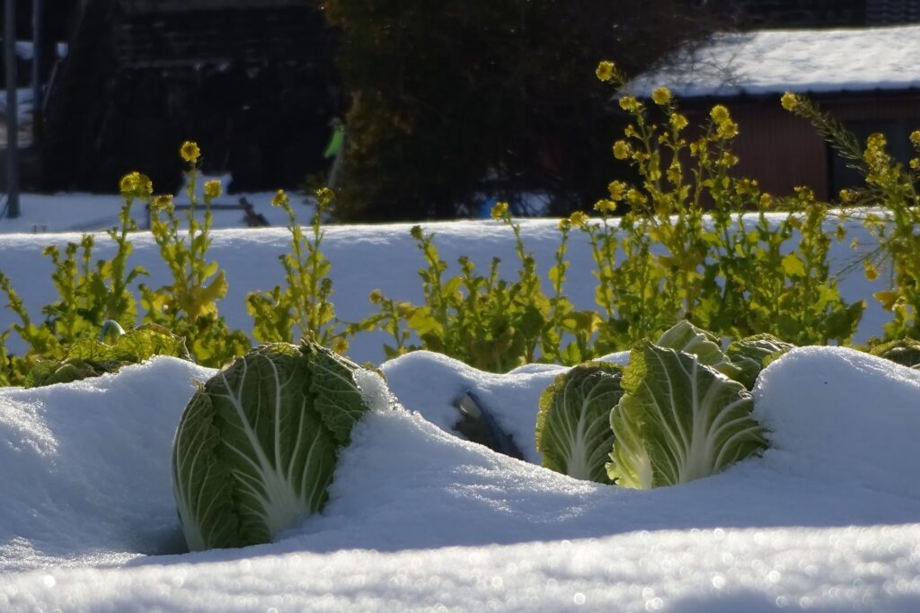 Heads of Napa cabbage peak out of a glittering snowdrift, with bolting plants and a barn behind them – extend the growing season