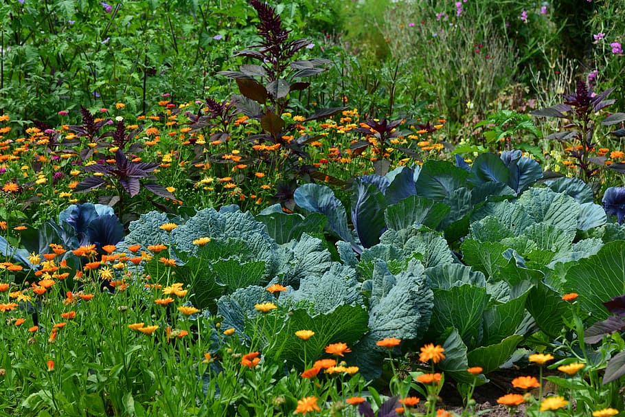 A lush garden bed full of cabbage, calendula, and amaranth – extend the growing season