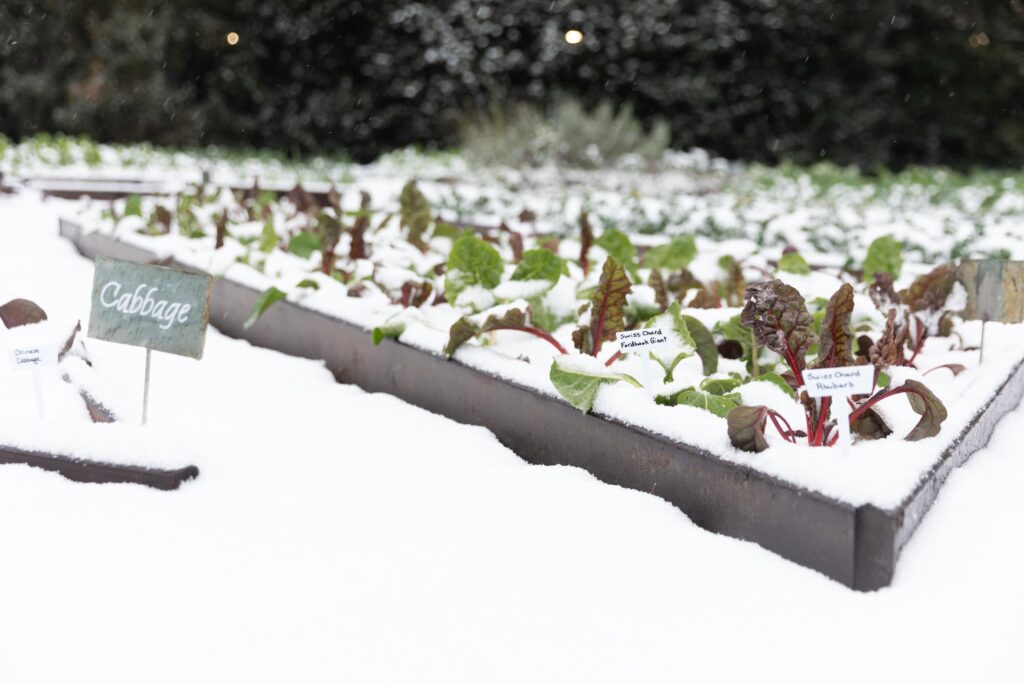 Snow covered garden bed full of greens. A sign in the foreground reads, "Cabbage" – extend the growing season