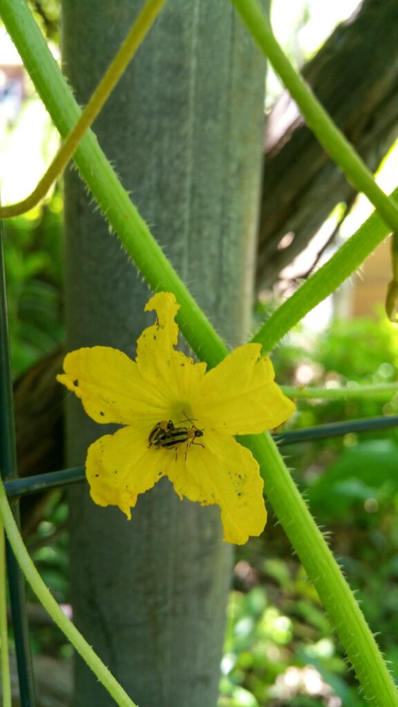 Two cucumber beetles in a cucumber flower; fight garden pests naturally