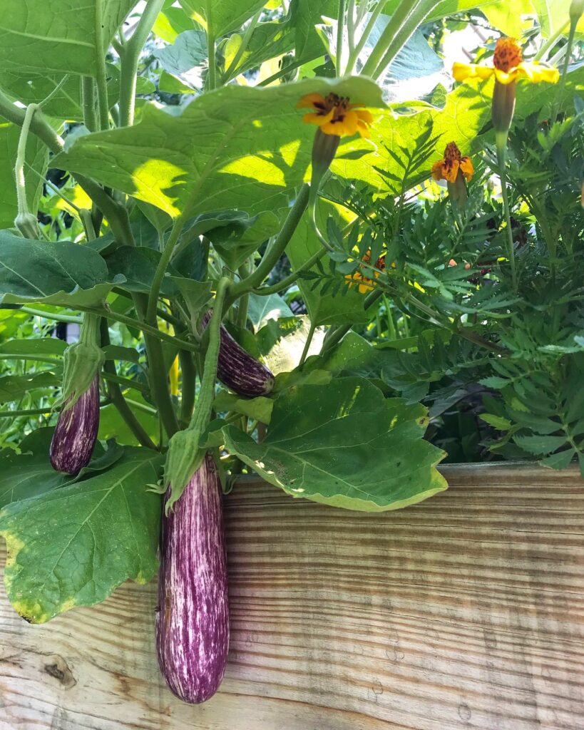 Three Antigua eggplants hanging from the plant next to some marigolds; fight garden pests naturally