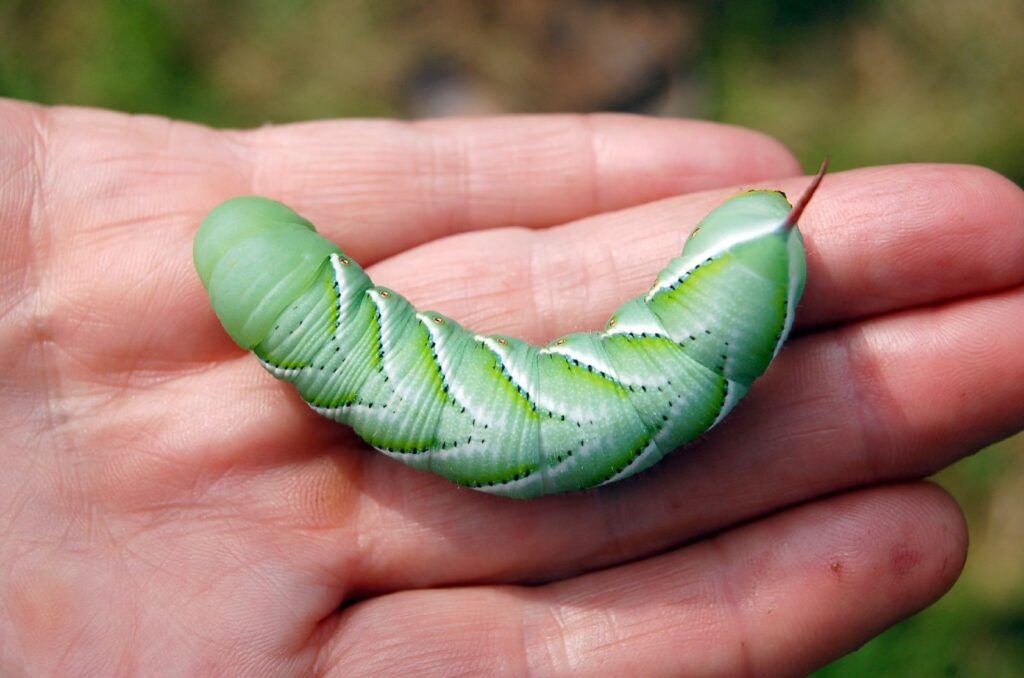 Tomato hornworm in someone's hand; fight garden pests naturally