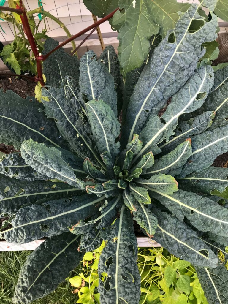 Overhead shot of a kale plant showing some cabbage looper holes and sunburn; fight garden pests naturally
