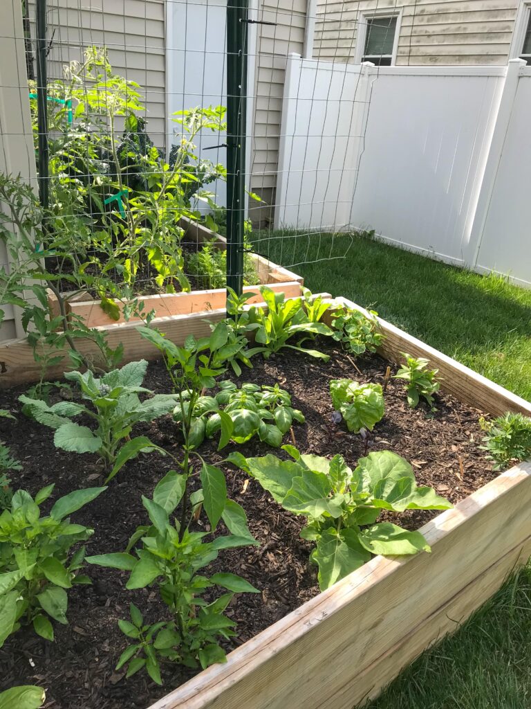 End of a wooden garden bed planted with seedlings; fight garden pests naturally