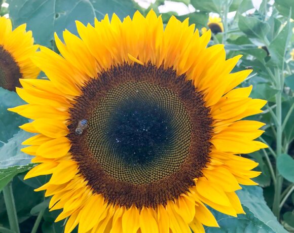 Large sunflower with a small bee in the center; fight garden pests naturally