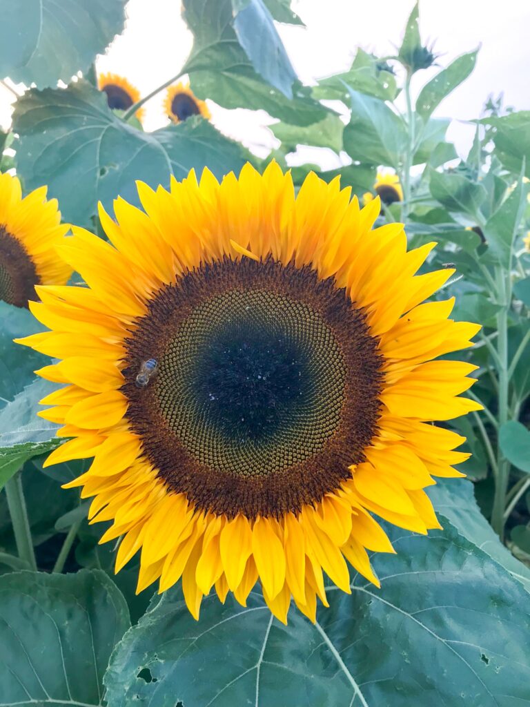 Large sunflower with a small bee in the center; fight garden pests naturally