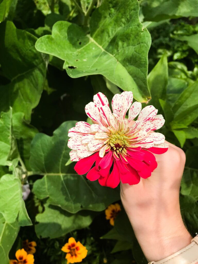 Hand holds a zinnia that's half bright pink and half white and pink striped; fight garden pests naturally
