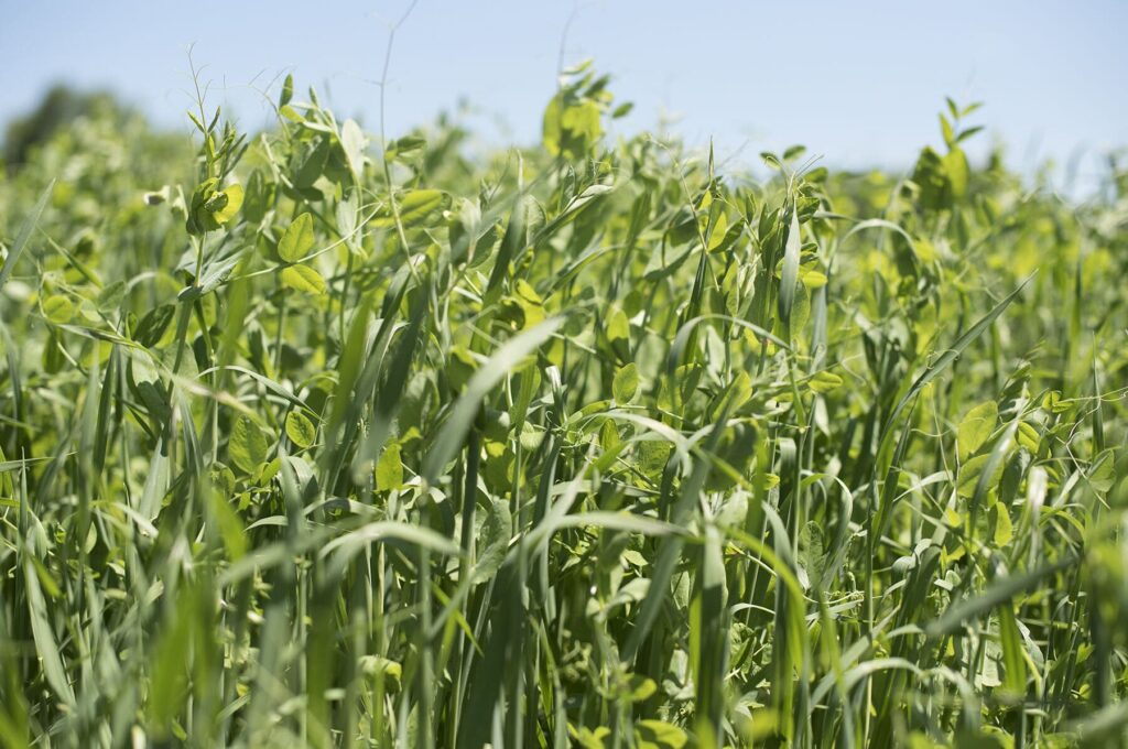 Pea and oat cover crop swaying in a field feed the soil