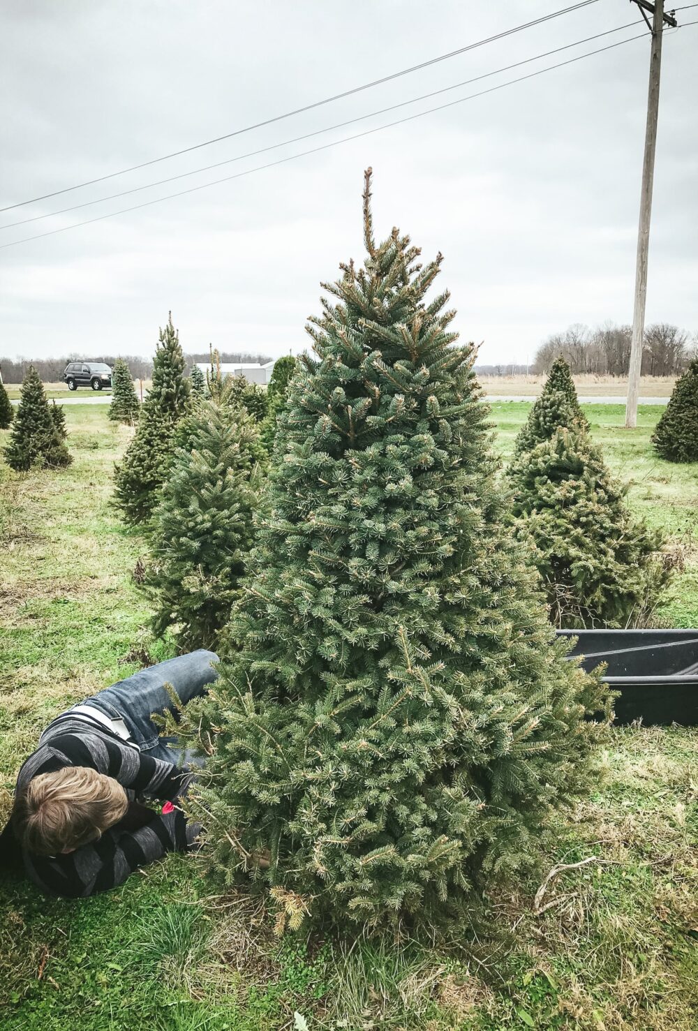 A man lying on his side cutting down a Christmas tree, more trees in the background
