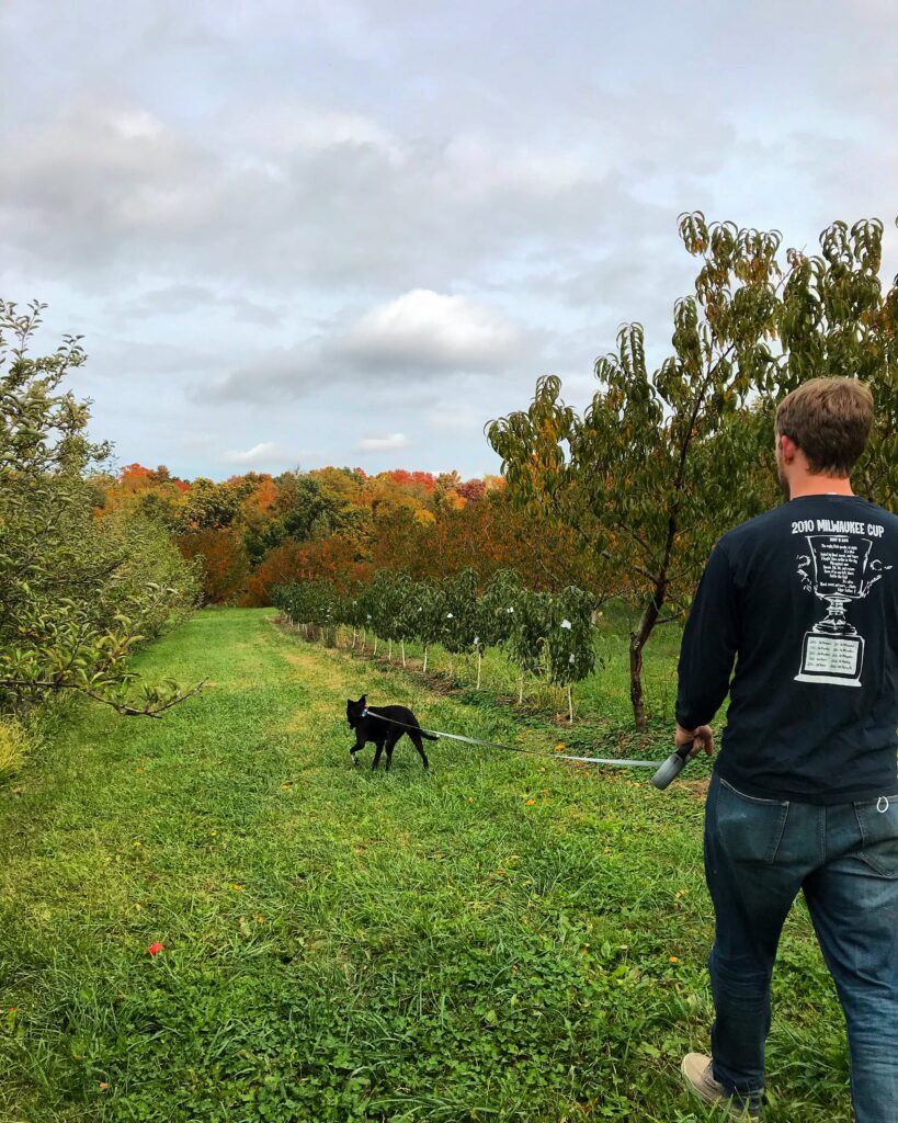 A man walks a black dog between two rows of apple trees. In the distance, the trees are a riot of autumnal color.