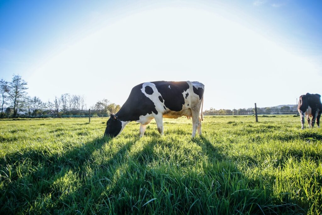 A black and white cow eats grass in a field with the sun shining behind it feed the soil