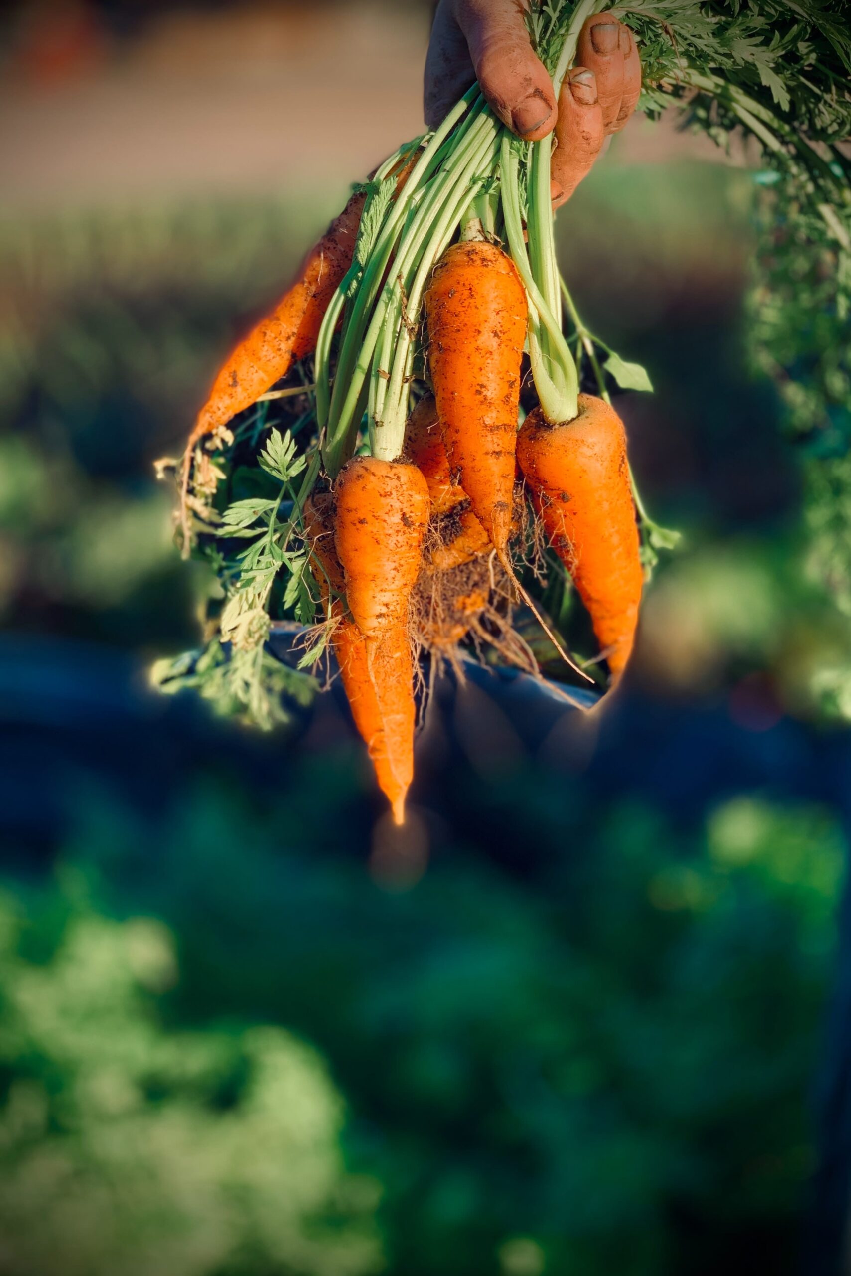 A hand dangles freshly dug carrots in front of the camera what to plant in may
