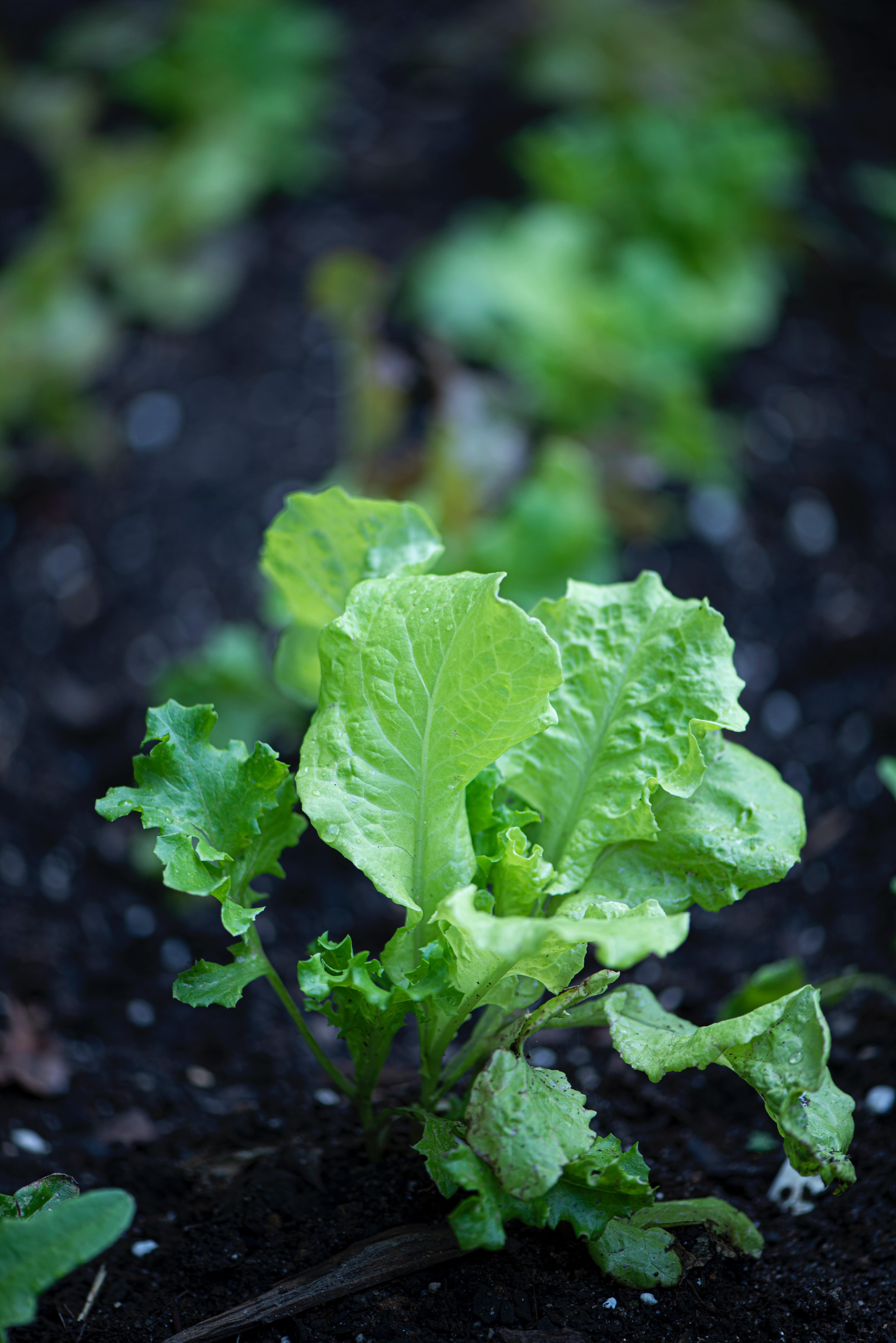 A light green lettuce seedling pops against the background of dark soil what to plant in may