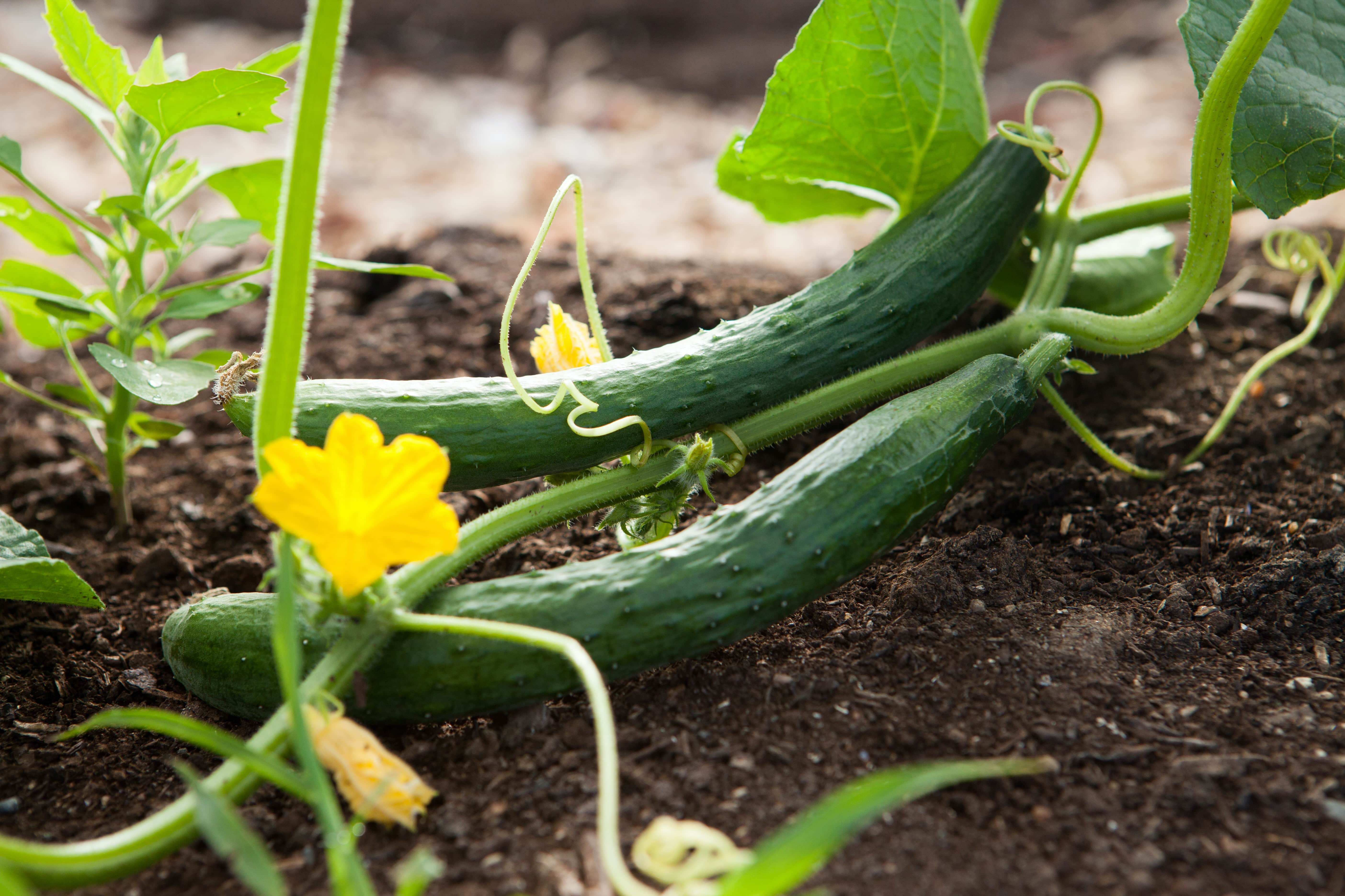 Two long cucumbers hanging from a vine rest on the soil what to plant in may