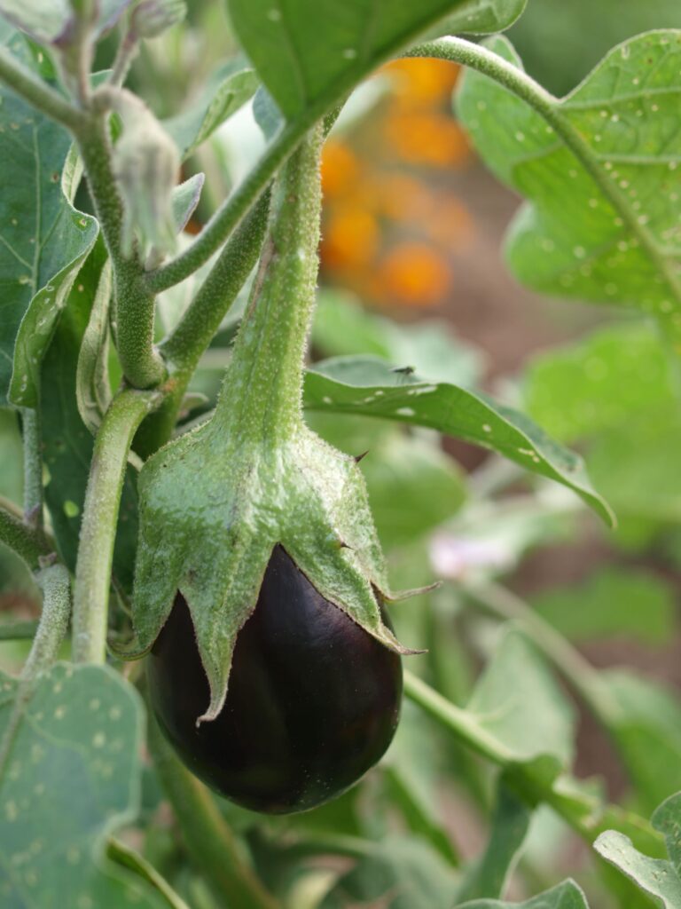 A baby eggplant grows from its plant what to plant in may