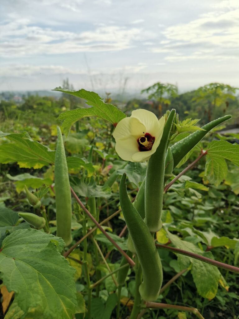 An okra blossom and several okra grow in a field what to plant in may
