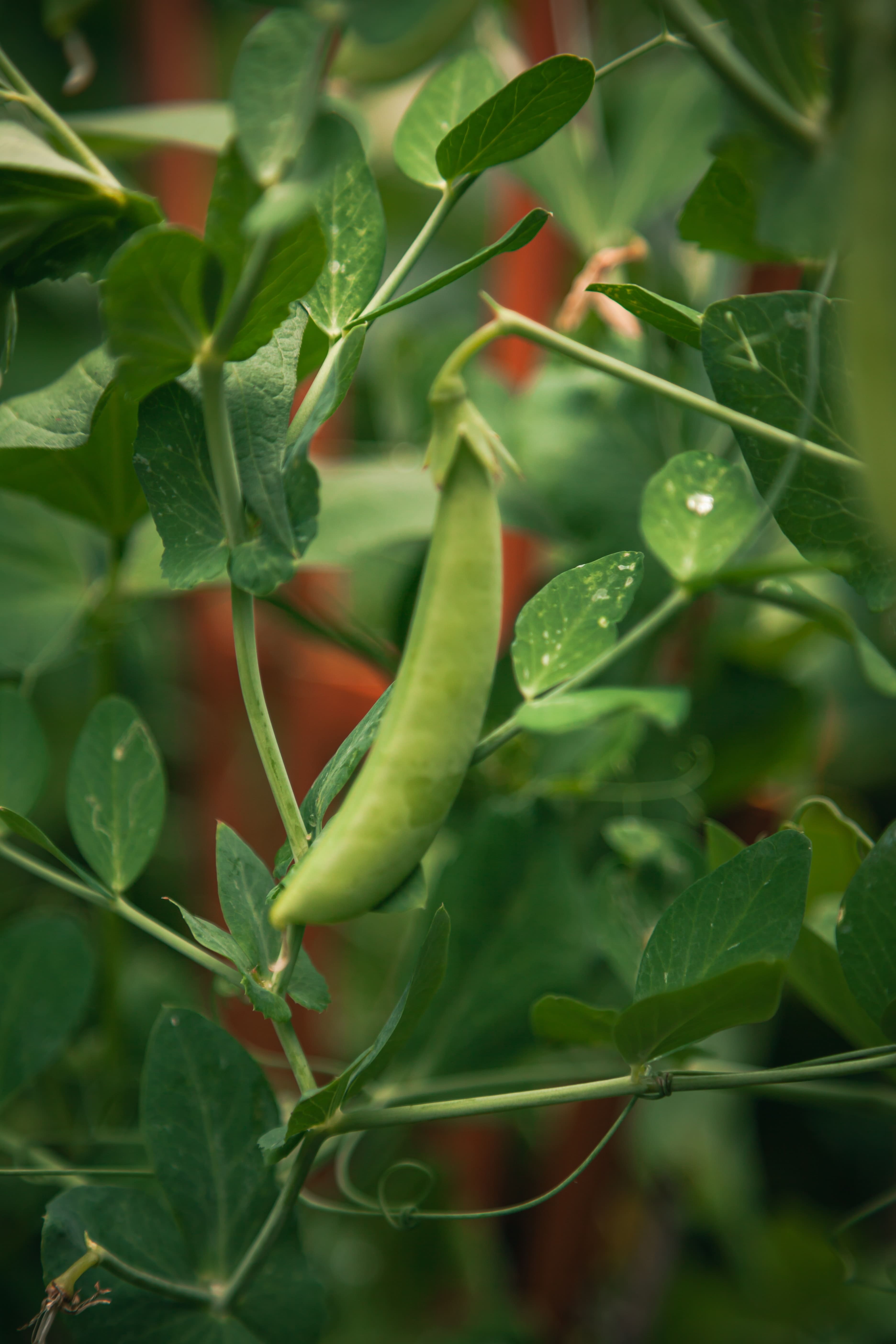 A snap pea hands in a dense tangle of vines what to plant in may