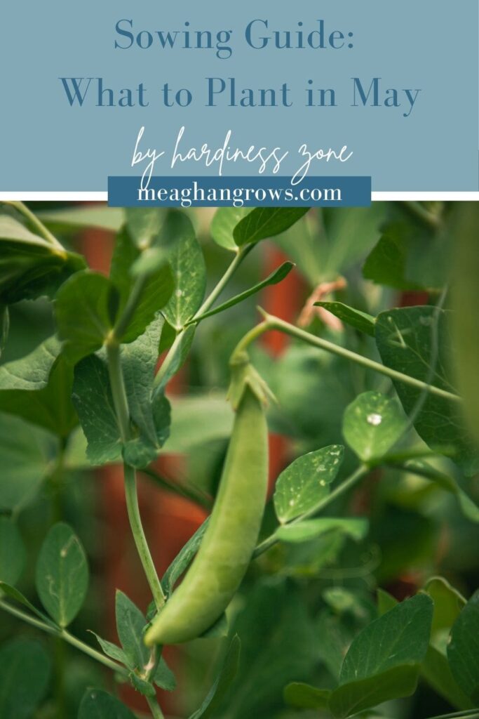 Pinterest pin containing an image of a snap pea growing from the vine and text on a blue banner that reads, "Sowing Guide: What to Plant in May by hardiness zone" and "meaghangrows.com"