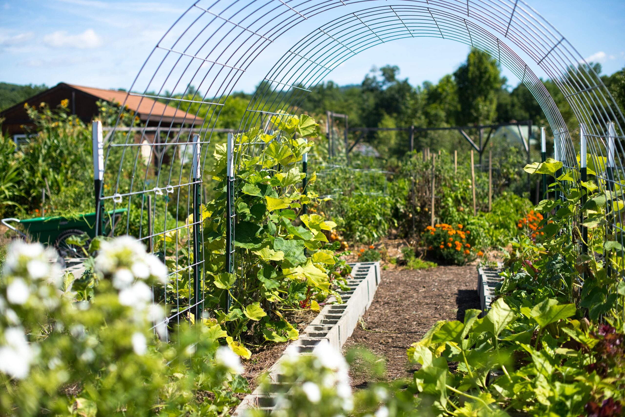 A lush summer garden. Two arched trellises have plants beginning to creep up. Cinder blocks line bed that are filling with growing plants. The background flowers grow. what to plant in may